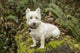 Westie dog sitting on a moss-covered tree - Poster Print by Janet Horton