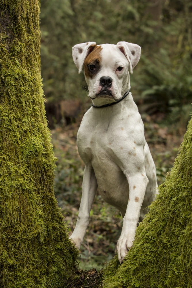 Boxer puppy looking through a moss-covered tree trunk in a backyard.