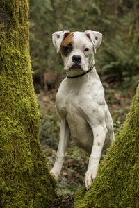 Boxer puppy looking through a moss-covered tree trunk in a backyard.