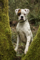 Boxer puppy looking through a moss-covered tree trunk in a backyard.