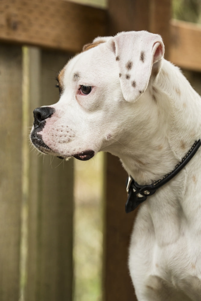 Boxer puppy standing in a backyard playground playset poster print by Janet Horton.