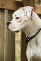 Boxer puppy standing in a backyard playground playset poster print by Janet Horton.