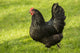 Free-Ranging Black Australorp Chicken Poster Print from Issaquah, WA