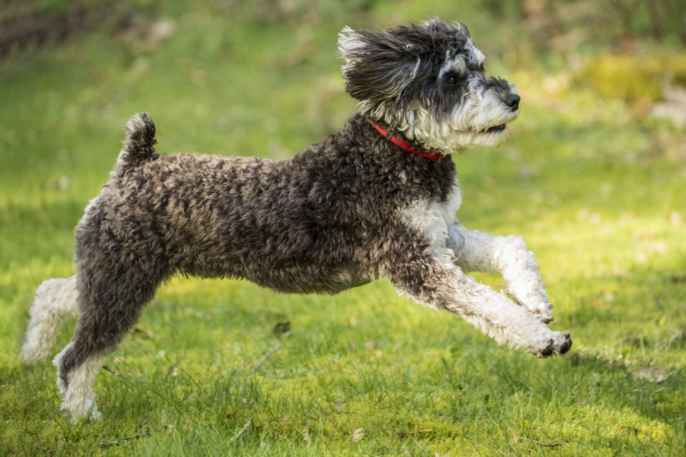 Schnoodle puppy running in yard poster print by Janet Horton.