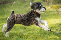 Schnoodle puppy running in yard poster print by Janet Horton.