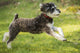 Schnoodle puppy running in yard poster print by Janet Horton.