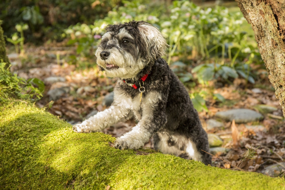 Schnoodle puppy on a moss-covered fallen tree poster print by Janet Horton.