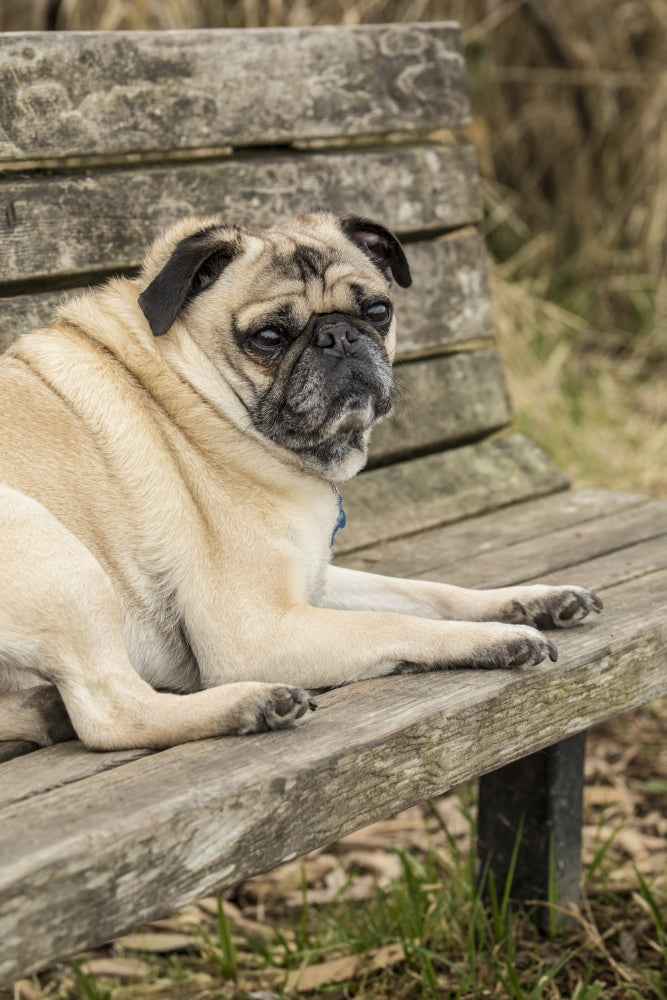 Resting fawn-colored pug named Buddy on a park bench in Marymoor Park.