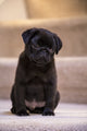 Adorable black Pug puppy sitting on a carpeted stairwell poster print.