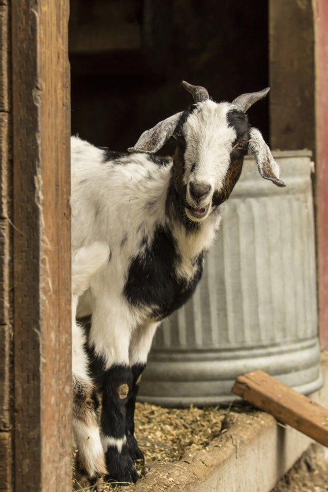 Nubian and Boer female goat standing protectively next to her kid poster print.