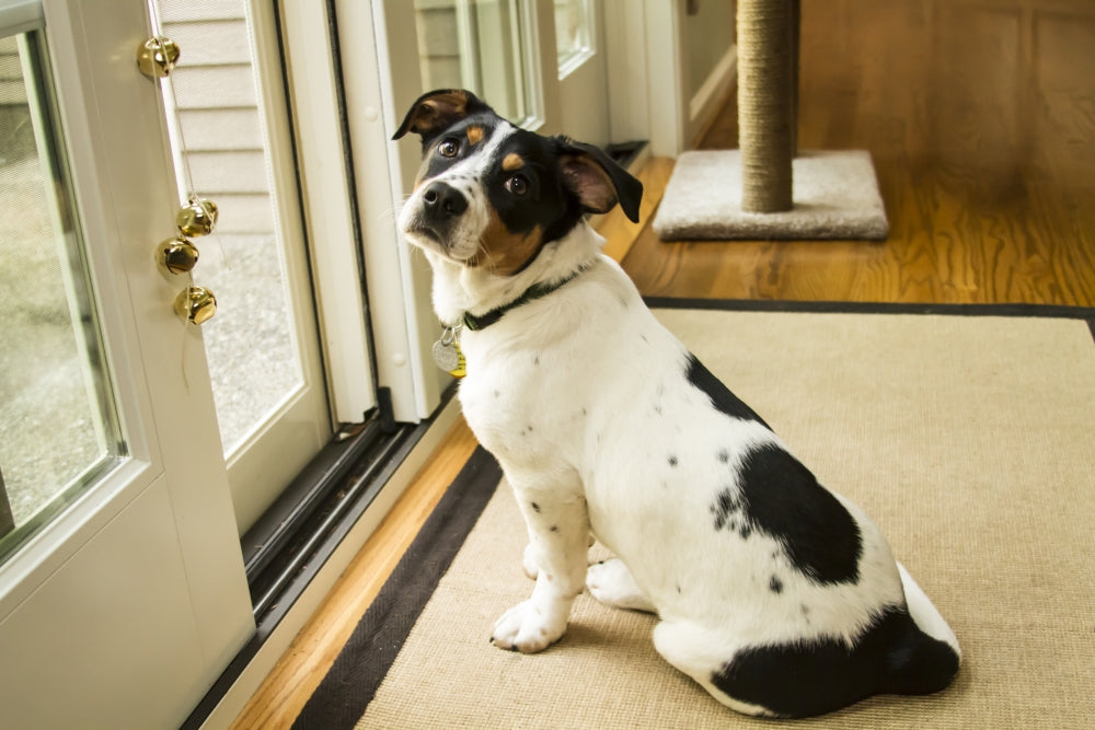 Fox Terrier Hound puppy waiting at the door poster print.