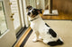 Fox Terrier Hound puppy waiting at the door poster print.