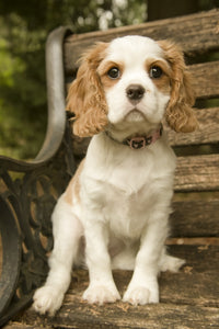 Cavalier King Charles Spaniel puppy at 11 weeks old poster print by Janet Horton