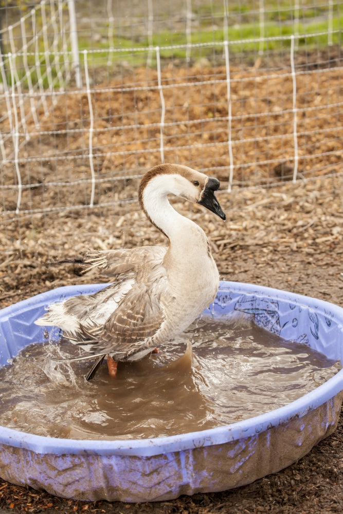 Domestic Swan Goose bathing in a wading pool at a farm in Carnation, WA by Janet Horton.