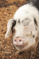 Gloucestershire Old Spots pig poster print front view by Janet Horton.