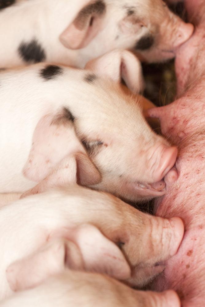 Gloucester Old Spot piglets nursing poster print by Janet Horton