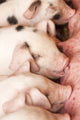 Gloucester Old Spot piglets nursing poster print by Janet Horton