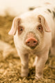 Gloucestershire Old Spots piglet standing in a plastic pig shelter poster print