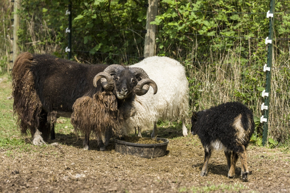 Icelandic heritage breed sheep poster print by Janet Horton