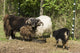 Icelandic heritage breed sheep poster print by Janet Horton