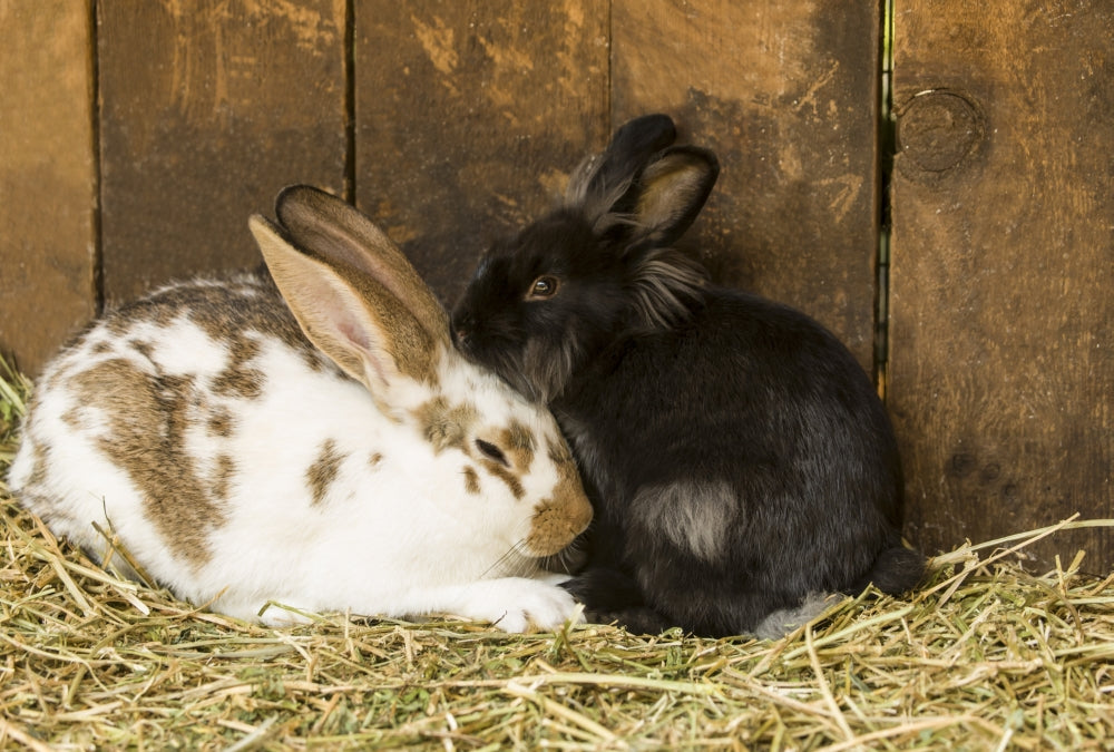 Soft furry bunnies huddled together taking a nap poster print