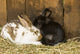 Soft furry bunnies huddled together taking a nap poster print