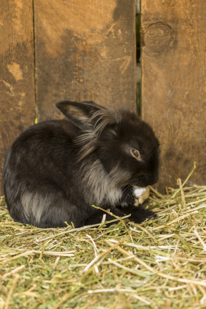 Soft furry bunny grooming its paw poster print by Janet Horton.