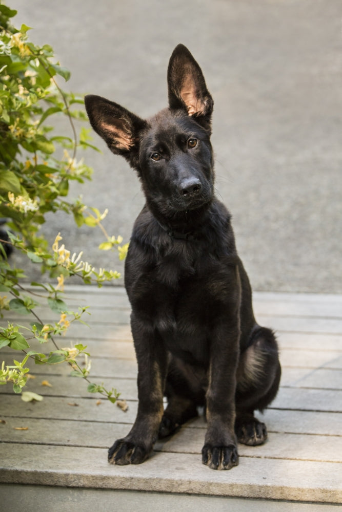 Four-month-old German Shepherd puppy sitting in driveway poster print.