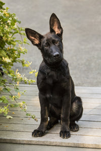 Four-month-old German Shepherd puppy sitting in driveway poster print.