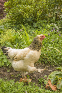Buff Brahma hen walking in a garden poster print by Janet Horton