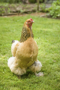 Free-Range Buff Brahma hen walking in a yard in Issaquah, WA - Poster Print