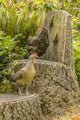 Poster print of free-range Maran and Legbar hens on a carved tree chair.