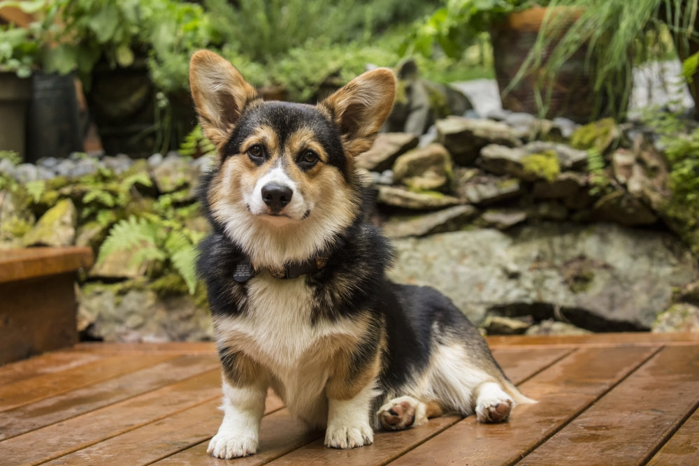 Corgi puppy posing on wooden deck poster print by Janet Horton.