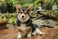 Corgi puppy posing on wooden deck poster print by Janet Horton.