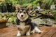 Corgi puppy posing on wooden deck poster print by Janet Horton.