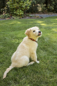 Golden Retriever puppy demonstrating 'sit' command on lawn, poster print by Janet Horton.
