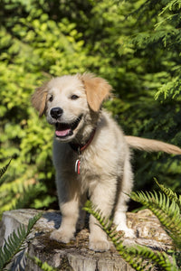 Golden Retriever puppy standing on a tree stump poster print
