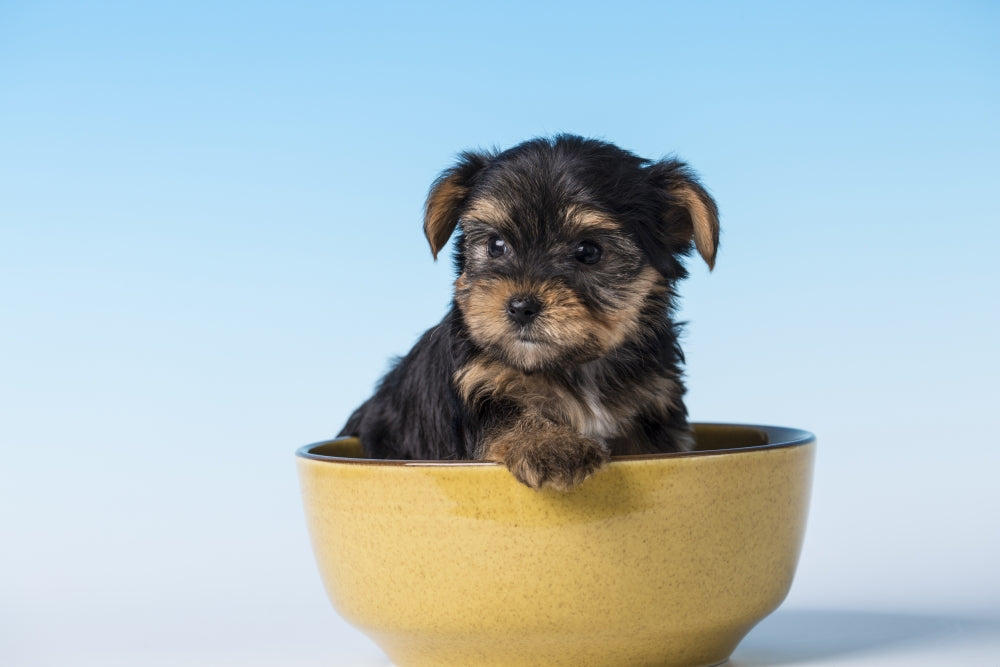 Yorkshire Terrier puppy sitting in a small bowl poster print.
