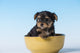 Yorkshire Terrier puppy sitting in a small bowl poster print.