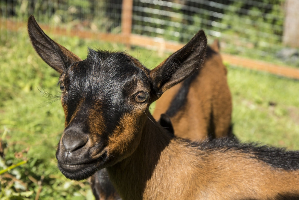 Close-up poster print of Oberhasli goats by Janet Horton