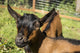 Close-up poster print of Oberhasli goats by Janet Horton