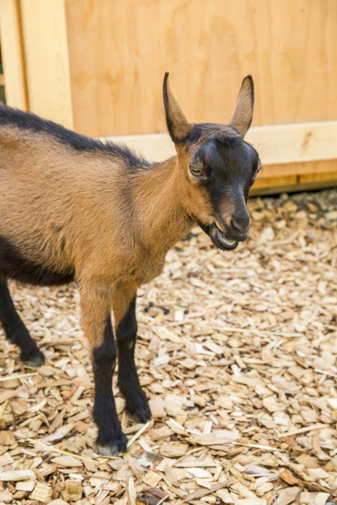 Oberhasli goat standing near barn in Issaquah, WA - Poster Print by Janet Horton