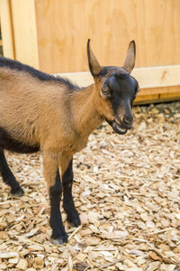 Oberhasli goat standing near barn in Issaquah, WA - Poster Print by Janet Horton