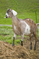Nubian goat standing in a fenced area at an urban farm poster print by Janet Horton.