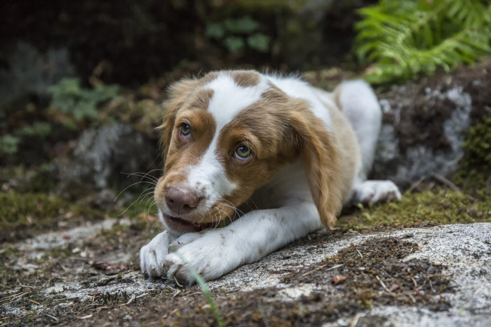 Brittany Spaniel puppy enjoying a chew stick poster print