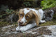 Brittany Spaniel puppy enjoying a chew stick poster print