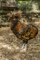 Polish Hens Poster Print by Janet Horton showcasing unique chickens