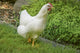 Free-Ranging White Plymouth Rock Chicken Poster Print by Janet Horton