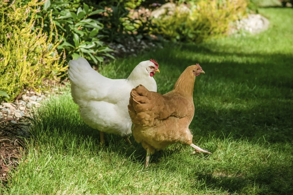 Free-ranging White Plymouth Rock and Buff Orpington chickens walking across a lawn.