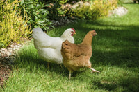 Free-ranging White Plymouth Rock and Buff Orpington chickens walking across a lawn.